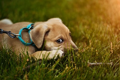 浅焦点摄影的小狗躺在绿草
